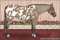 Horse Color:Liver Red Dun Appaloosa 