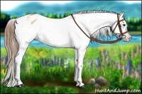 Horse Color:Buckskin Dun Appaloosa 