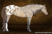Horse Color:Buckskin Dun Appaloosa