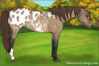 Horse Color:Buckskin Dun Appaloosa Rabicano 