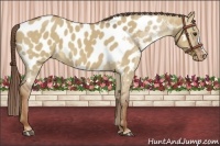 Horse Color:Red Dun Near Leopard 