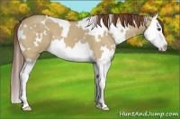 Horse Color:White Spotted Red Dun Splash 