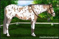 Horse Color:Amber Champagne Splash and Bay Splash Tobiano Appaloosa