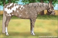 Horse Color:Chocolate Palomino Snowflake Varnish 