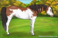 Horse Color:Bay Splash Frame 