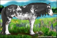 Horse Color:Liver Chestnut Sabino Rabicano