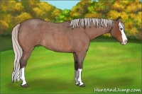 Horse Color:Silver Bay Roan Splash 