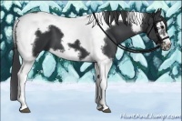 Horse Color:Black Splash Tobiano Frame 