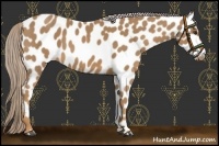 Horse Color:Palomino Near Leopard 