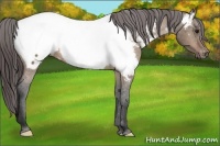Horse Color:Brown Dun Appaloosa 