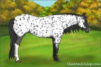 Horse Color:Blue Roan Appaloosa 