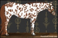 Horse Color:Chestnut Near Leopard 