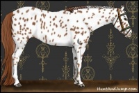 Horse Color:Chestnut Appaloosa 