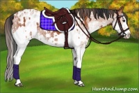 Horse Color:White Spotted Bay Splash  and White Spotted Bay Splash Appaloosa