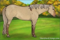 Horse Color:Liver Red Dun 