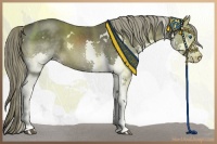 Horse Color:White Spotted Liver Chestnut Splash 
