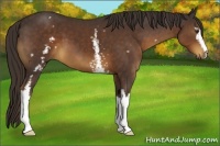 Horse Color:White Spotted Liver Chestnut 