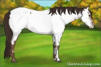 Horse Color:Liver Red Dun Appaloosa