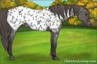 Horse Color:Grullo Appaloosa