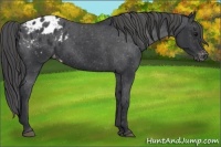Horse Color:Black Appaloosa 