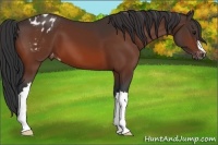 Horse Color:Bay Appaloosa