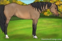 Horse Color:Bay Dun