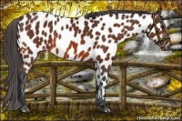 Horse Color:Bay Appaloosa