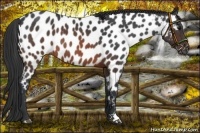 Horse Color:Brown Roan Near Leopard 