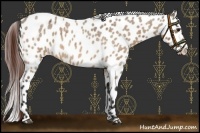 Horse Color:Bay Roan Dun Appaloosa