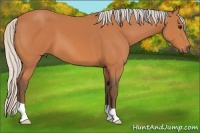 Horse Color:Silver Bay 