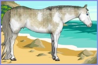 Horse Color:Plaid  Liver Red Dun Sabino Splash 