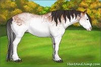 Horse Color:White Spotted Bay Splash  and White Spotted Bay Splash 