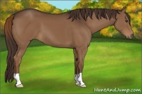 Horse Color:Liver Chestnut 
