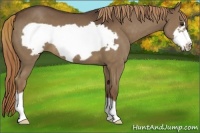 Horse Color:Liver Chestnut Frame 