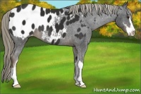 Horse Color:Liver Chestnut Sabino Appaloosa 