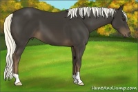 Horse Color:Liver Chestnut 