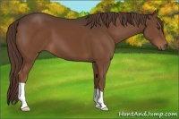 Horse Color:Liver Chestnut 
