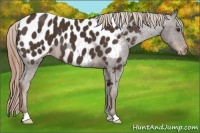 Horse Color:Liver Chestnut Appaloosa 