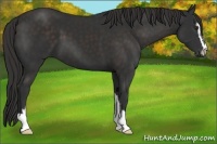 Horse Color:Liver Chestnut Sabino 