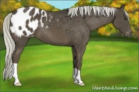 Horse Color:Liver Chestnut Appaloosa 