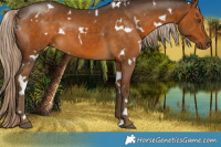 Horse Color:White Spotted Chocolate Palomino 