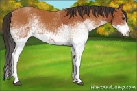 Horse Color:White Spotted Bay Splash and White Spotted Bay Splash Rabicano