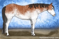 Horse Color:White Spotted Bay Splash  and White Spotted Bay Splash Rabicano 