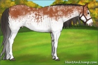 Horse Color:White Spotted Bay Splash  and White Spotted Bay Splash Frame 