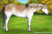 Horse Color:White Spotted Buckskin Splash  and White Spotted Palomino Splash 