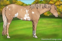 Horse Color:White Spotted Gold Champagne 