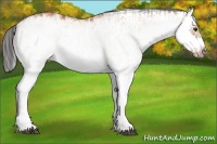 Horse Color:White Spotted Bay Splash  and White Spotted Bay Splash Frame 