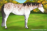 Horse Color:White Spotted Bay Roan Splash  and White Spotted Bay Roan Splash Rabicano 