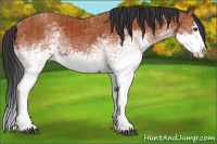 Horse Color:White Spotted Bay Splash  and White Spotted Bay Splash 