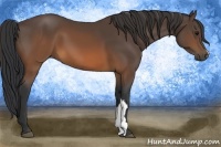 Horse Color:Brown 